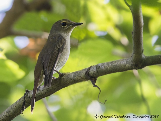 Pale Blue Flycatcher (Unicolored) - ML379212021