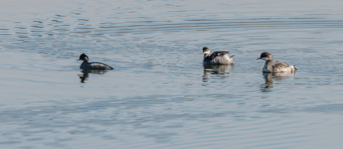 Eared Grebe - ML379212471