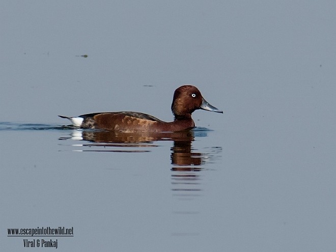 Ferruginous Duck - ML379213201