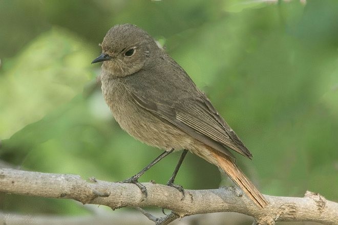 Black Redstart - ML379213511