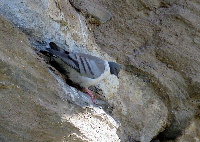 Snow Pigeon - ML379213891