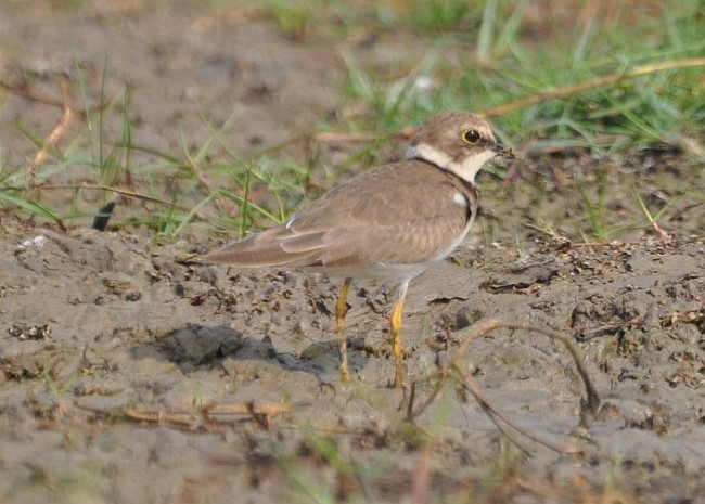 Little Ringed Plover - ML379214021