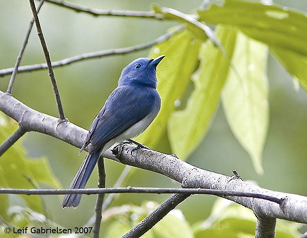 Black-naped Monarch - ML379214601