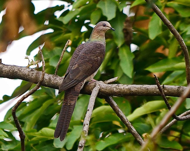 Barred Cuckoo-Dove - Rosy Choudhury