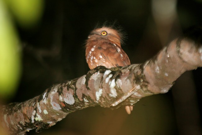 Bornean Frogmouth - ML379215131