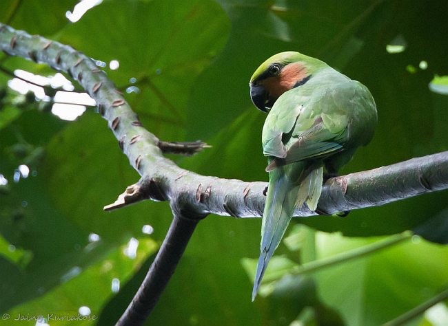 Uzun Kuyruklu Yeşil Papağan (tytleri) - ML379215201