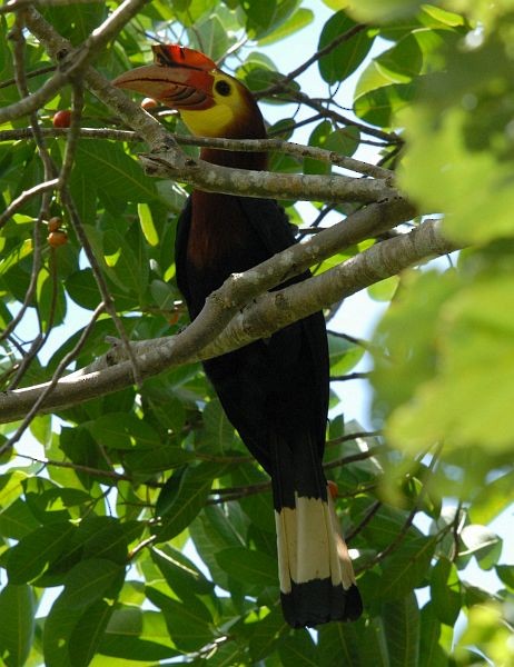 Writhe-billed Hornbill - ML379215381