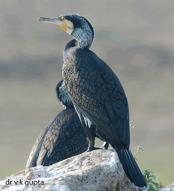 Great Cormorant (Eurasian) - ML379215591