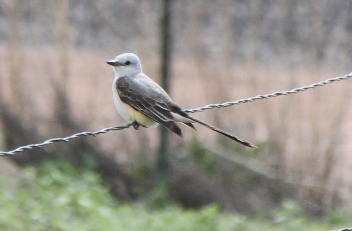 Scissor-tailed Flycatcher - ML37921611