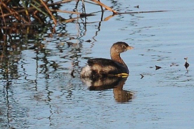 Pied-billed Grebe - ML37921701