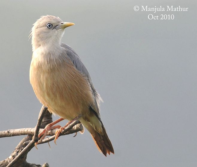 Malabar Starling - ML379217311