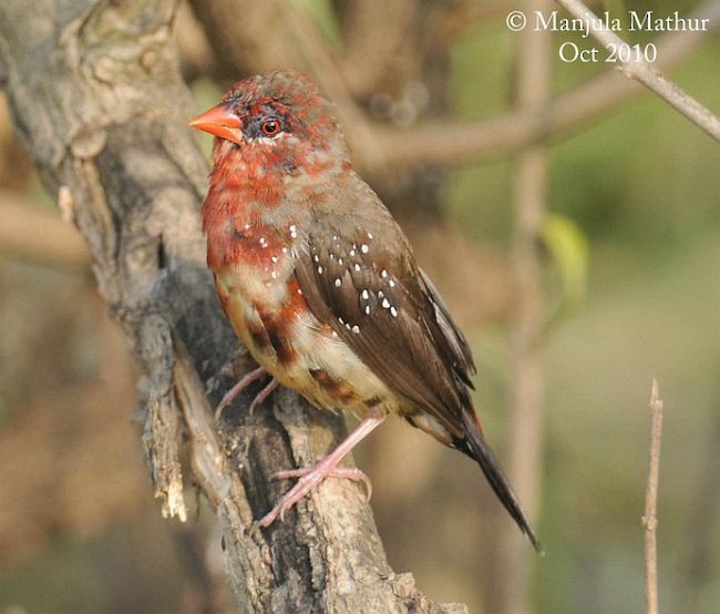 Red Avadavat (Red-bellied) - ML379217351