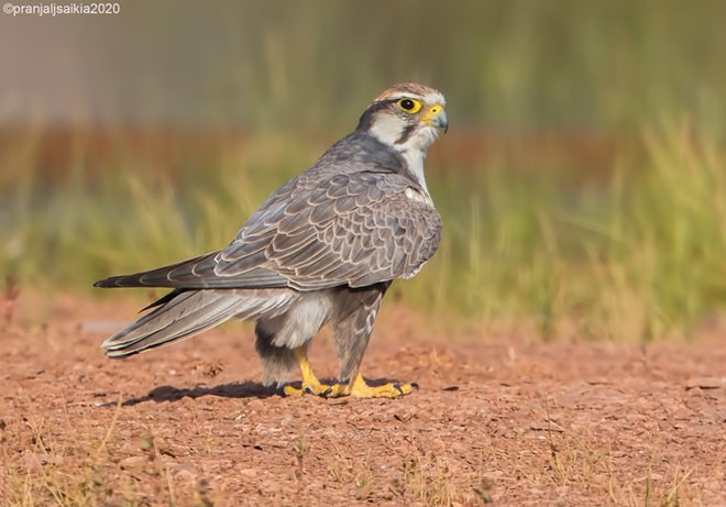 Laggar Falcon - ML379218081