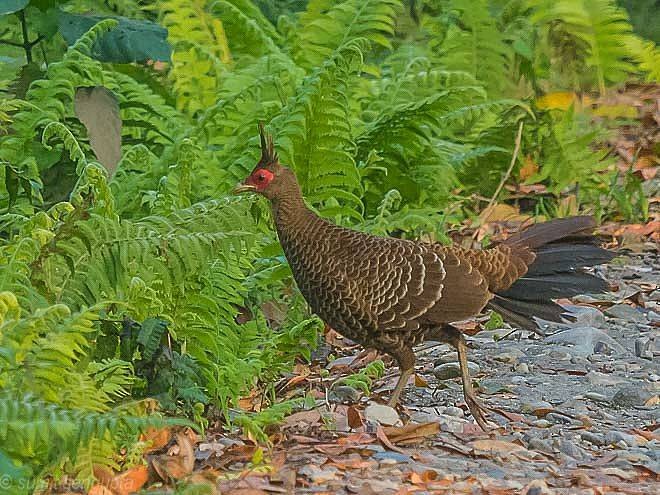 Kalij Pheasant - ML379218131