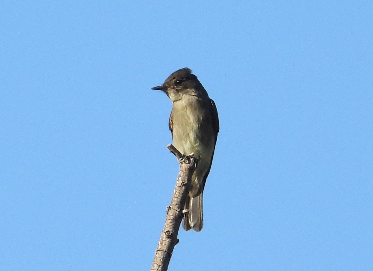 Western Wood-Pewee - ML379218181