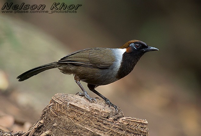 White-necked Laughingthrush - Nelson Khor