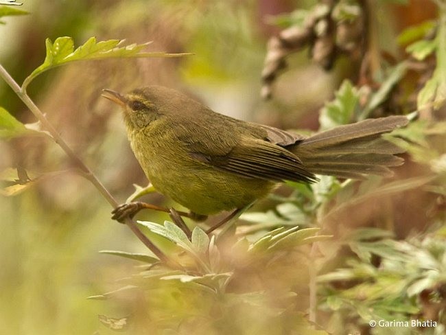 Aberrant Bush Warbler (Aberrant) - ML379218481