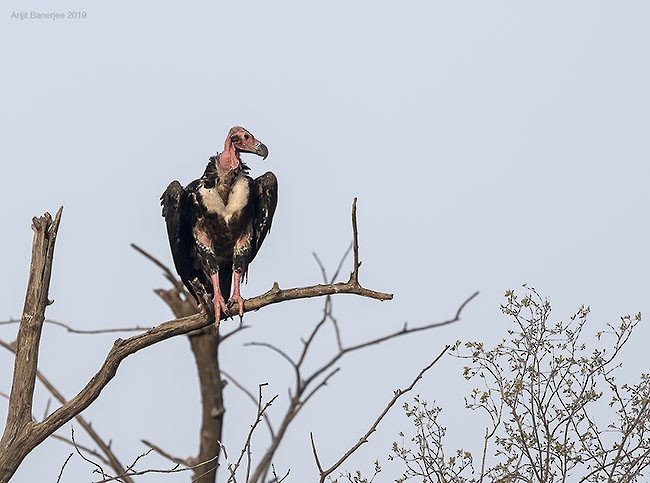 Red-headed Vulture - ML379218891
