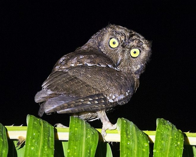 Nicobar Scops-Owl - ML379219241