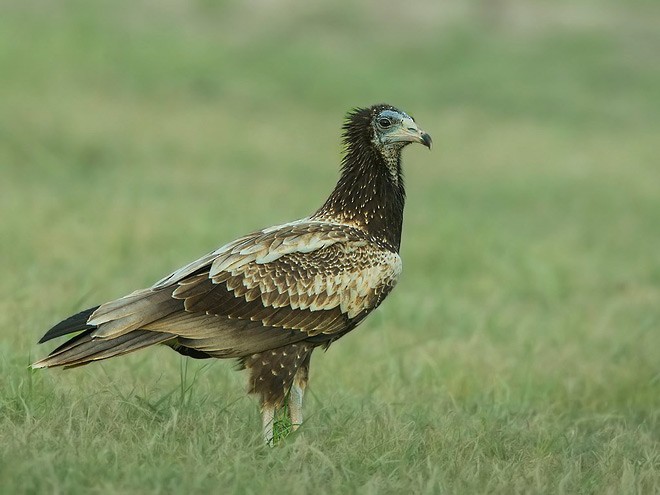 Egyptian Vulture - ML379219411