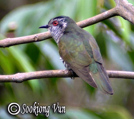 Little Bronze-Cuckoo (Little) - ML379219651