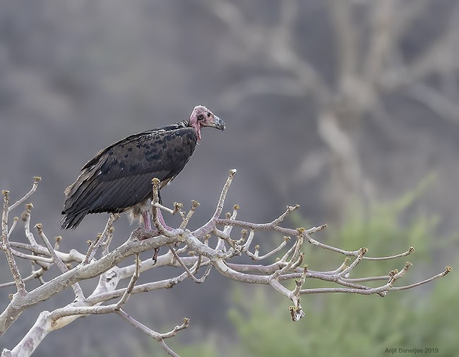 Red-headed Vulture - ML379220981