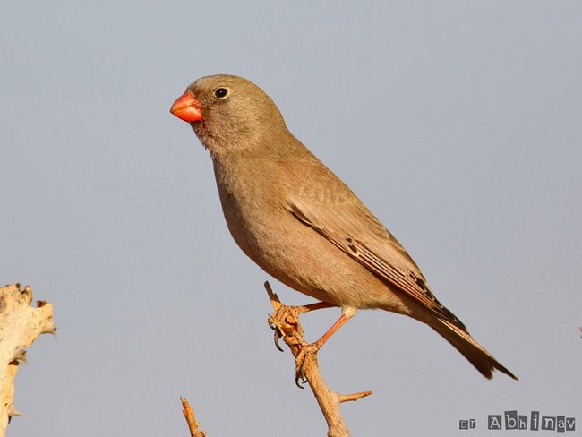 Trumpeter Finch - ML379221901