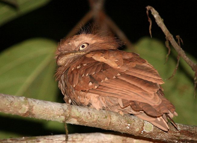 Philippine Frogmouth - ML379222021
