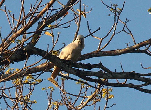 Salmon-crested Cockatoo - Jon Hornbuckle