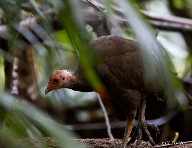 Nicobar Megapode - ML379222101