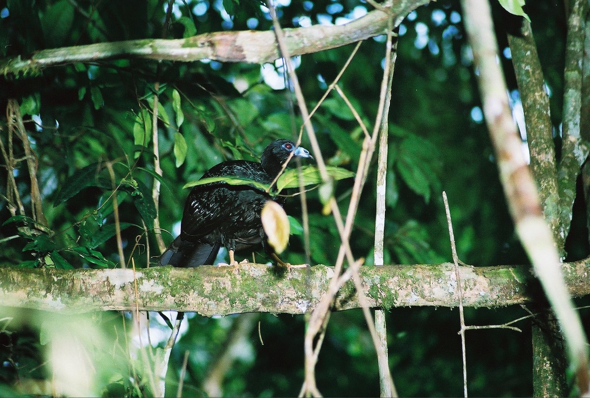 Wattled Guan - ML37922221