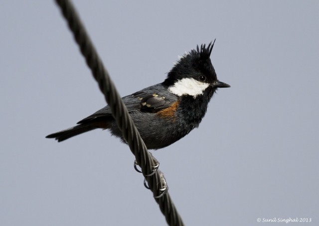 Coal Tit (Black-crested) - Sunil Singhal