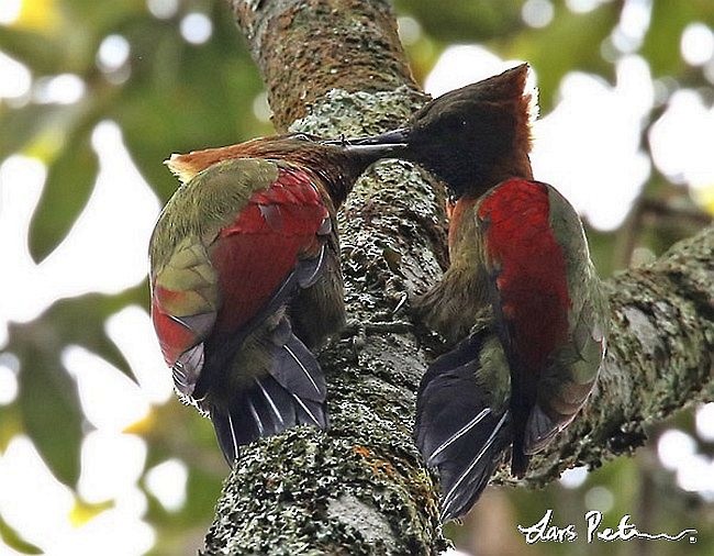 Checker-throated Woodpecker (Javan) - ML379222301