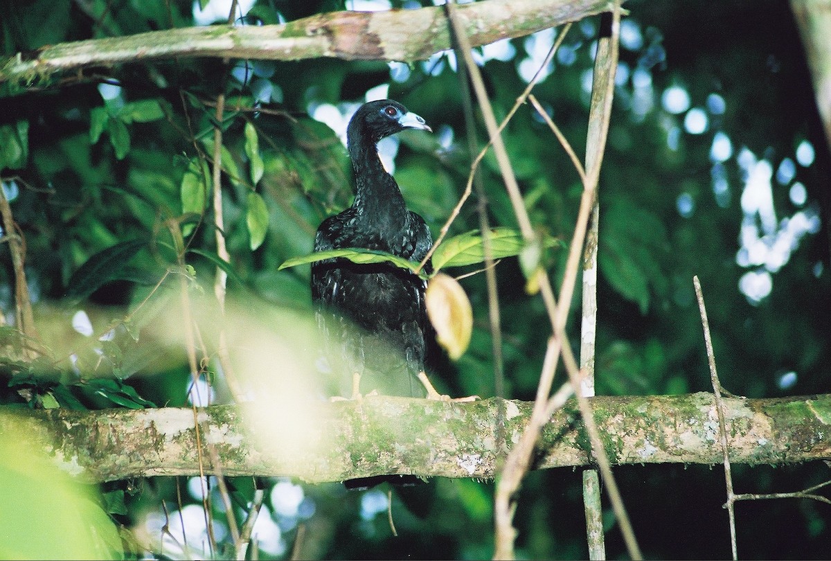 Wattled Guan - ML37922231