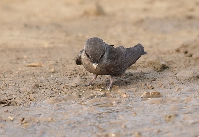 Dusky Crag-Martin - ML379222471