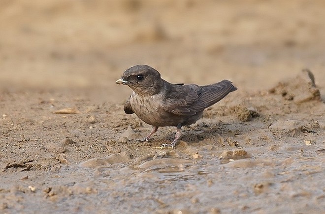 Dusky Crag-Martin - ML379222491