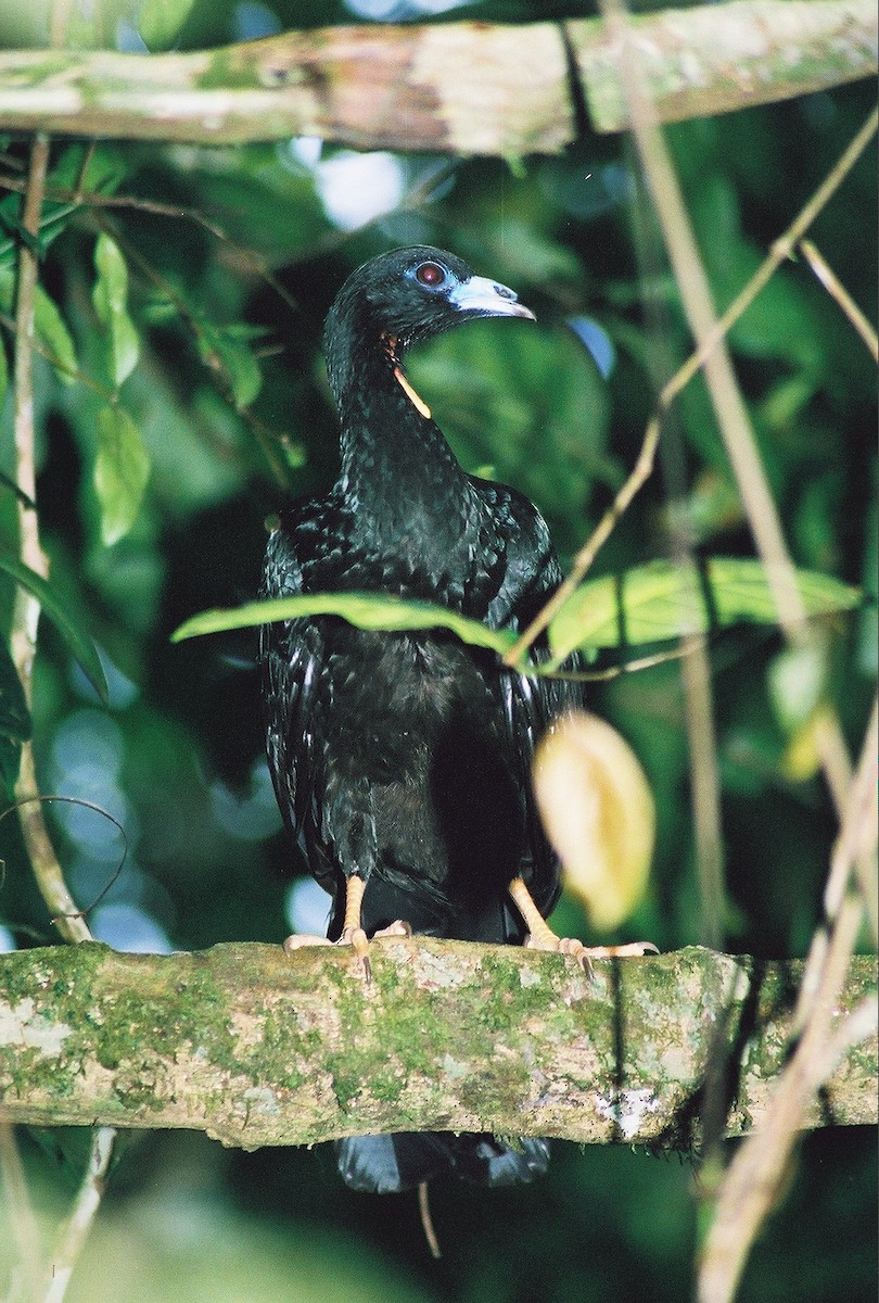 Wattled Guan - ML37922251