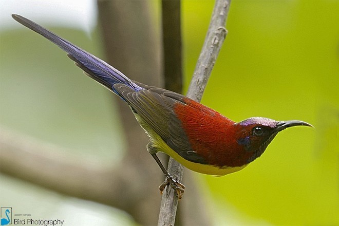 Mrs. Gould's Sunbird (Yellow-breasted) - ML379223431