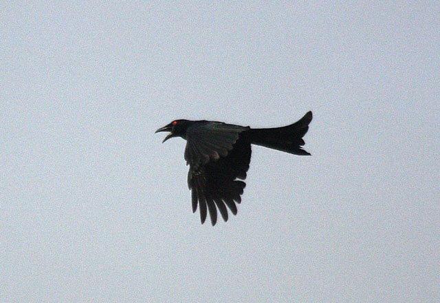 Wallacean Drongo (Kai) - Jon Hornbuckle