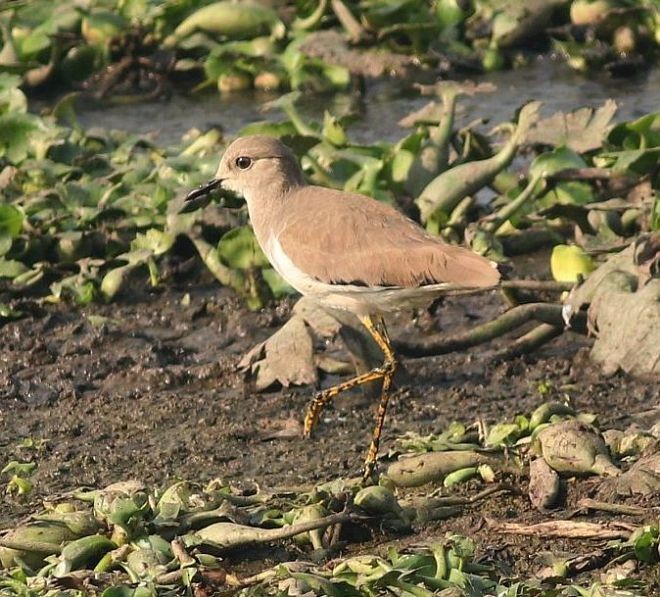 White-tailed Lapwing - ML379224201