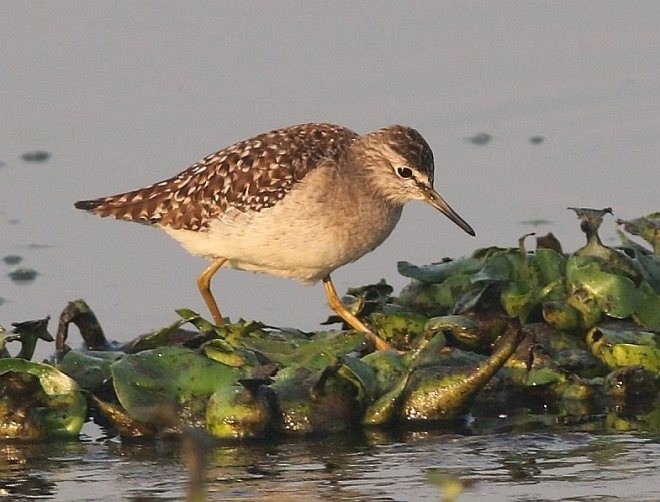 Wood Sandpiper - ML379224321