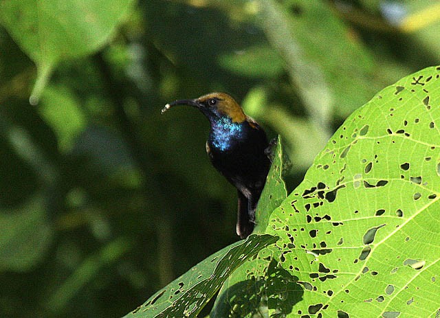 South Moluccan Sunbird - Jon Hornbuckle