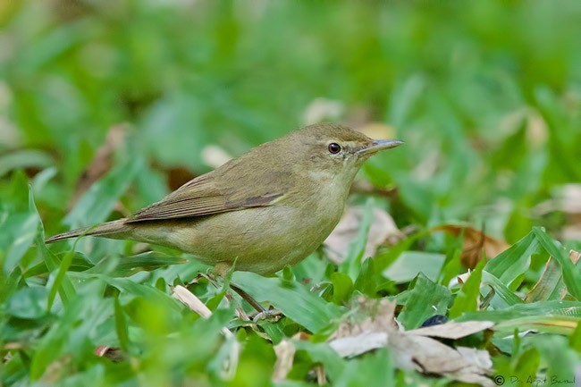 Blyth's Reed Warbler - ML379225451
