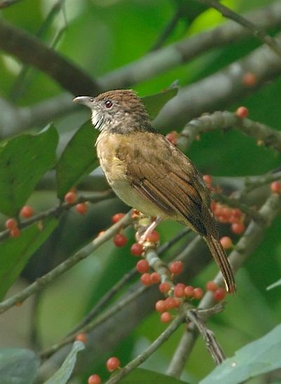 Gray-cheeked Bulbul - ML379225611