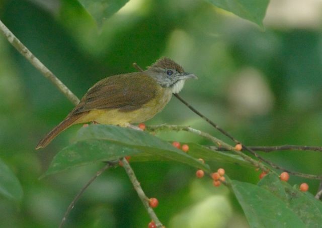 Gray-cheeked Bulbul - ML379225641