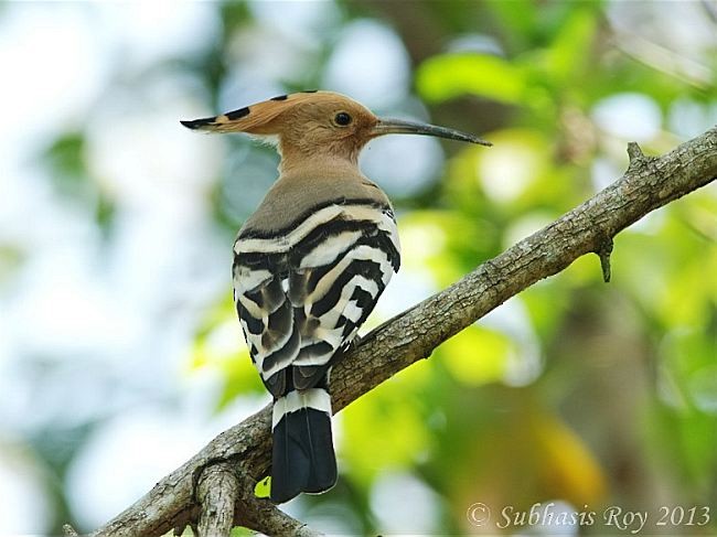 Eurasian Hoopoe - Subhasis Roy