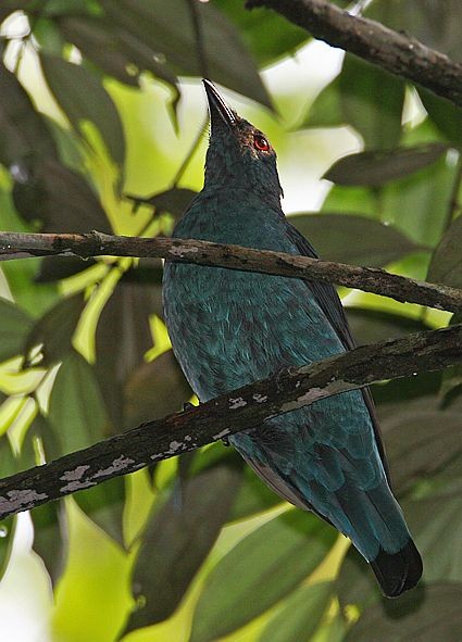 Asian Fairy-bluebird - ML379226791