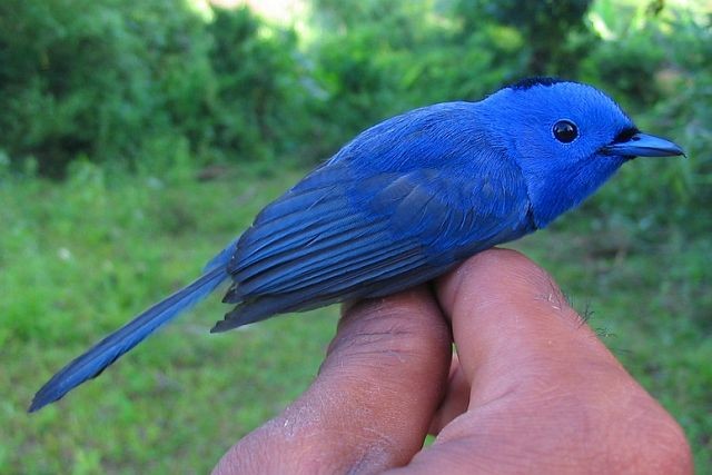 Black-naped Monarch - ML379227221
