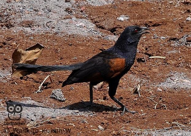 kukačka dvoubarvá - ML379227401