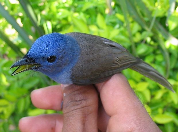 Black-naped Monarch - ML379227531